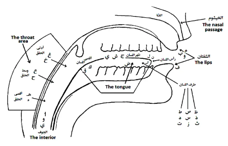 Quran Tajweed The Power of Proper Pronunciation Madrasah